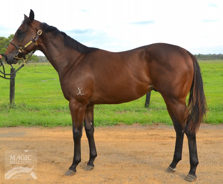 Al Maher (AUS) / Musical Heights (AUS) - photo 1