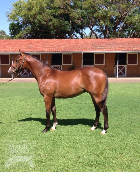 Immovable Option (IRE) / My Halo Broke (AUS) - photo 1