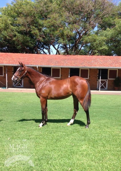 Real Saga (AUS) / Okay Annie (AUS) - photo 1