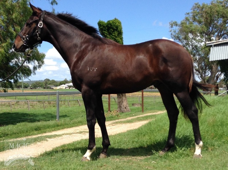 Captain Sonador (AUS) / Ottiwell (AUS) - photo 1