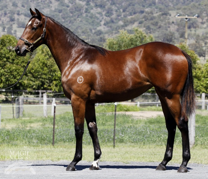 Pressday (AUS) / Razyana Queen (AUS) - photo 1