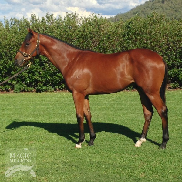 Myboycharlie (IRE) / Sarilla (BRZ) - photo 1