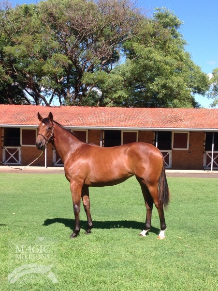 Real Saga (AUS) / Agile (AUS) - photo 1