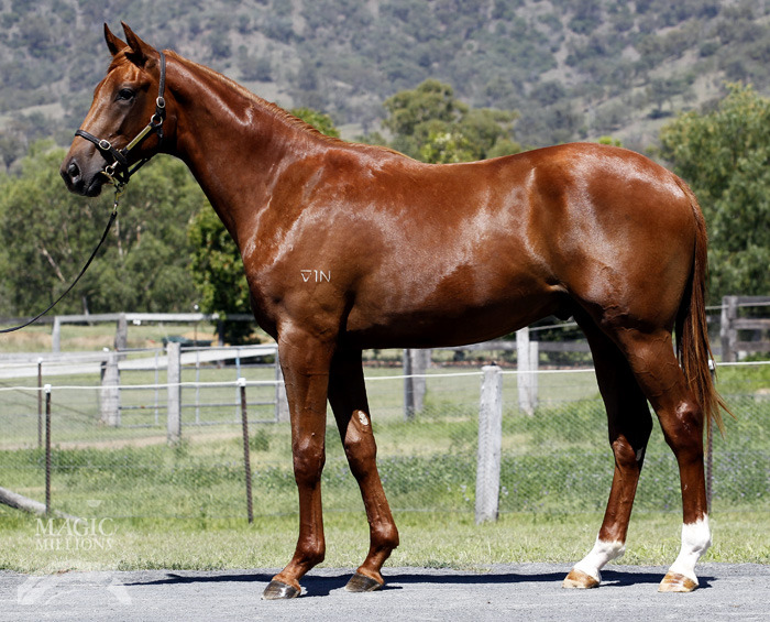 Pluck (USA) / Brookton Heritage (AUS) - photo 1