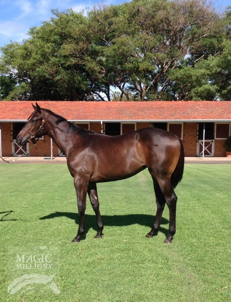 Swift Treasure (AUS) - photo 1