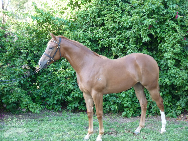 Grand Harmony (AUS) / Flying Nurse (AUS) - photo 1