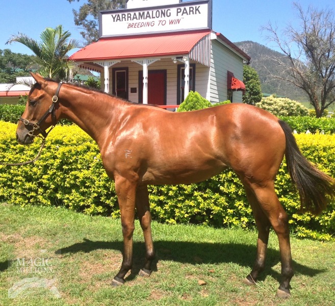 Murtajill (AUS) / Freshness (AUS) - photo 1