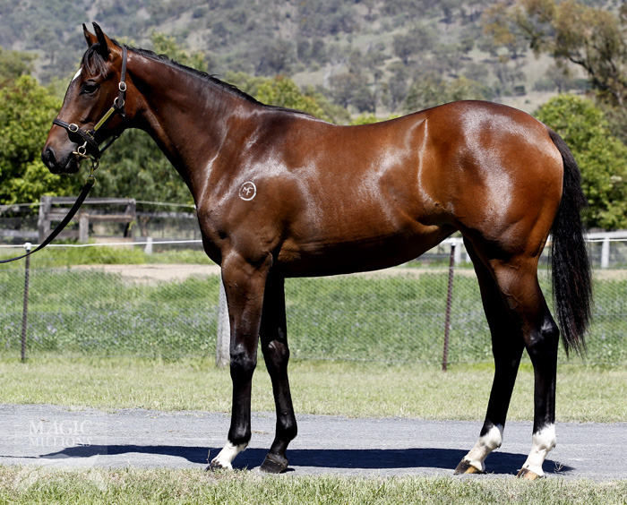 Primus (AUS) / Kinsale (NZ) - photo 1