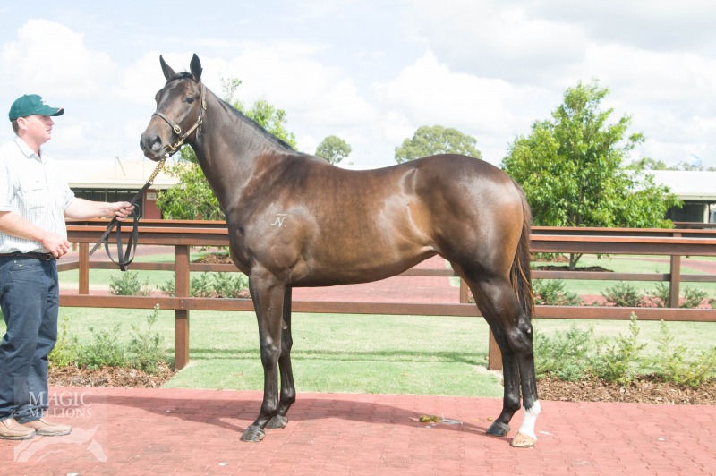 Sonador Angel (AUS) - photo 1