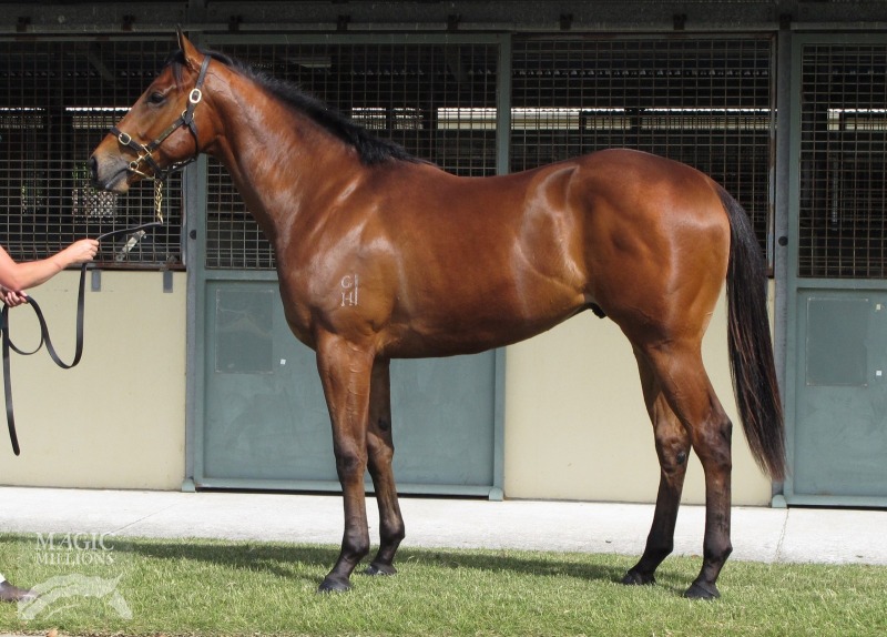 Bravo Watchman (AUS) - photo 1