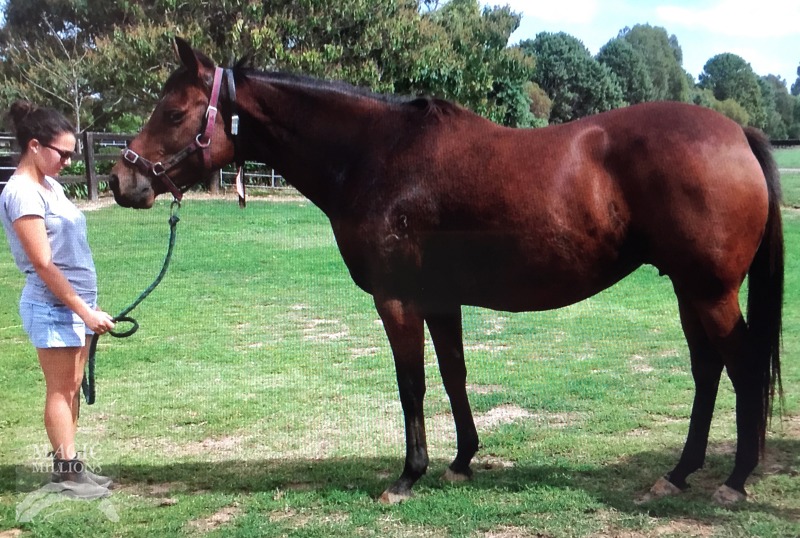 Pink Pier (AUS) - photo 1