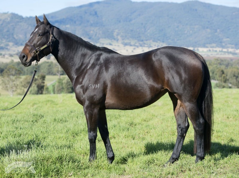 The Huntress (AUS) - photo 1