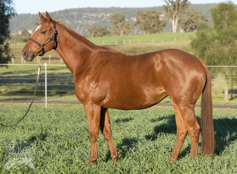 Tweet (AUS) - photo 1