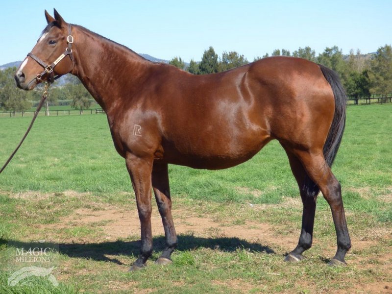 Danrego (AUS) - photo 1