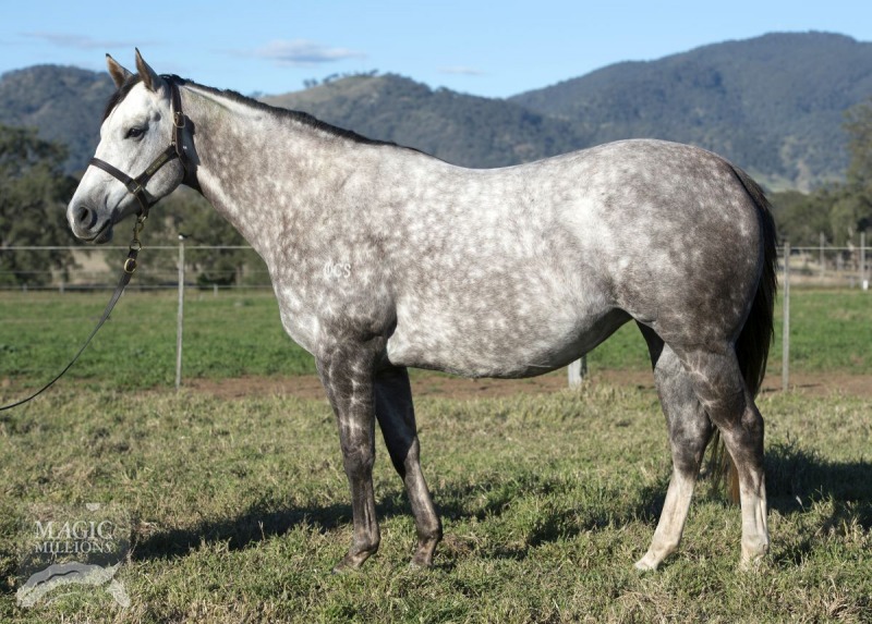 Greytfilly (AUS) - photo 1