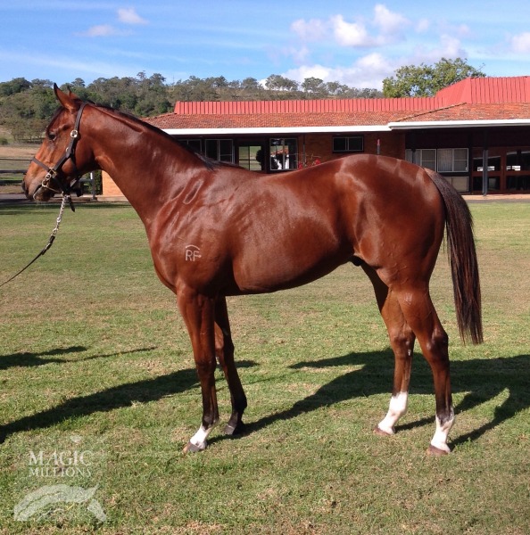 Conatus (AUS) / Lion Awake (AUS) - photo 1