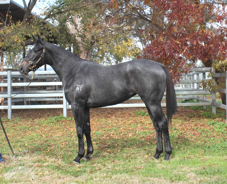 Rothesay (AUS) / Over the Years (AUS) - photo 1