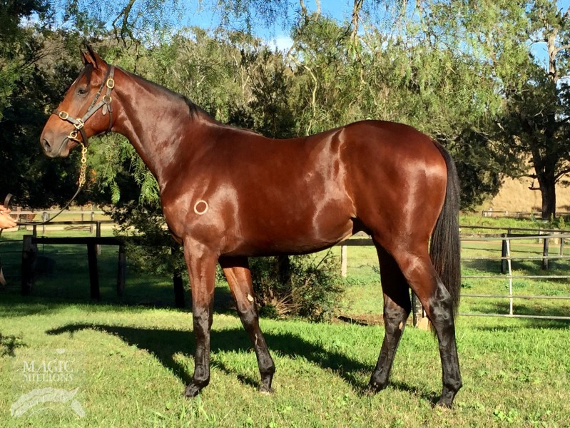 Al Maher (AUS) / Prior Princess (NZ) - photo 1