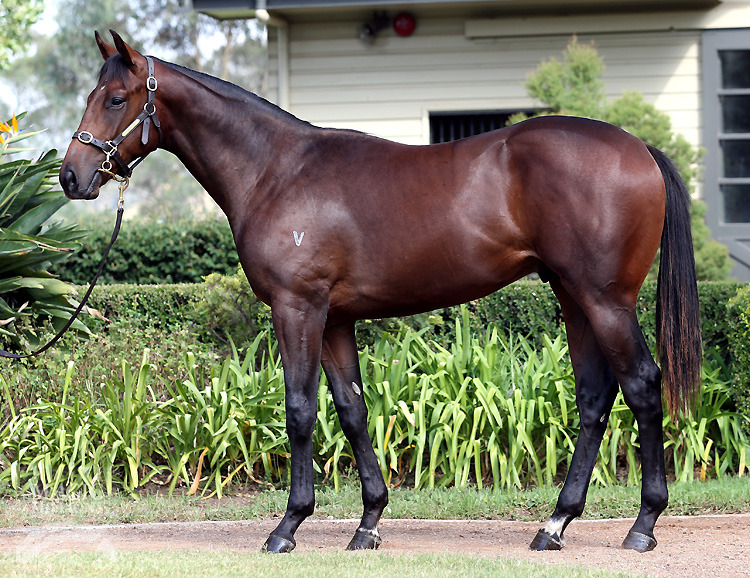 Stratum (AUS) / Purple Blood (AUS) - photo 1