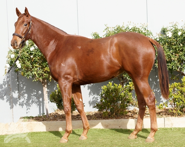 Rogue Agent (AUS) - photo 1