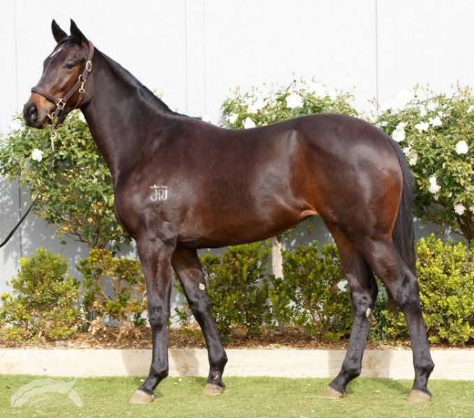 Special Thing (AUS) - photo 1