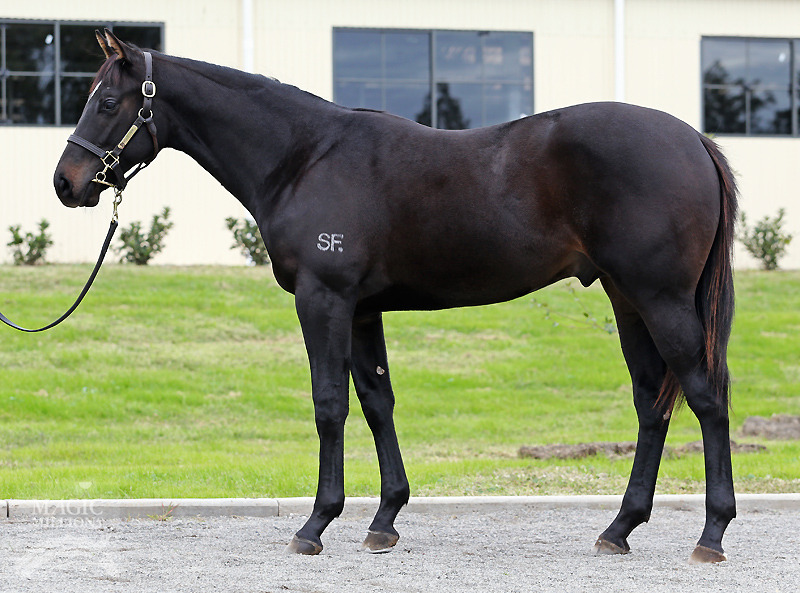 Foxwedge (AUS) / Wild Storm (CHI) - photo 1