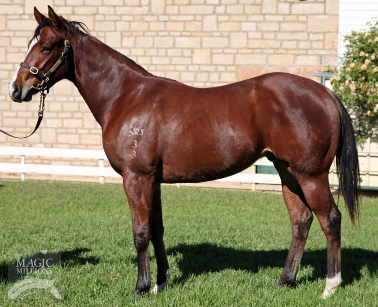 Snippetson (AUS) / Affirmed's Lass (AUS) - photo 1