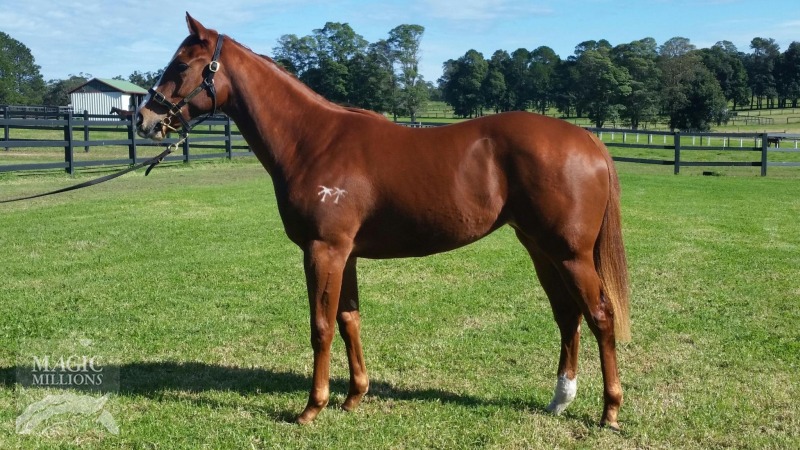 Ginger Island (AUS) - photo 1