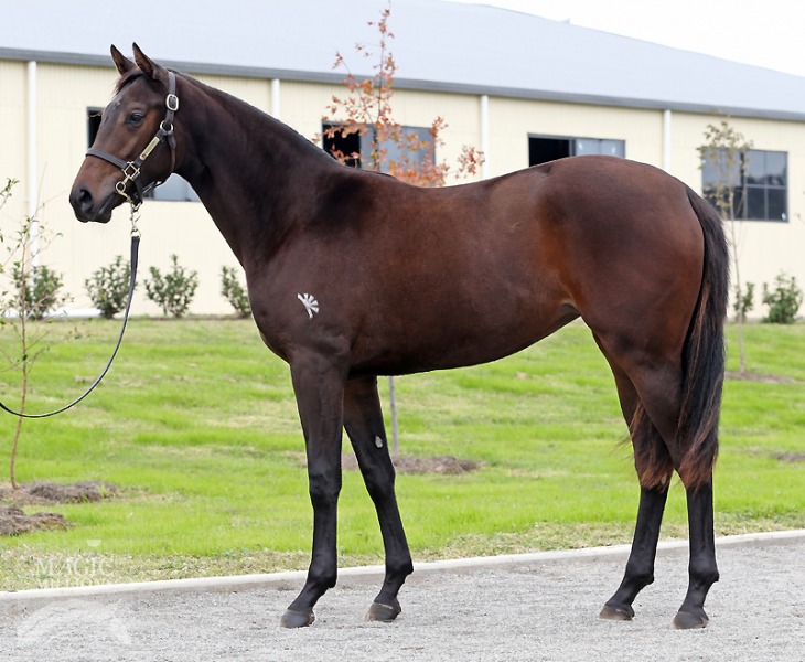 Foxwedge (AUS) / Banker's Choice (USA) - photo 1