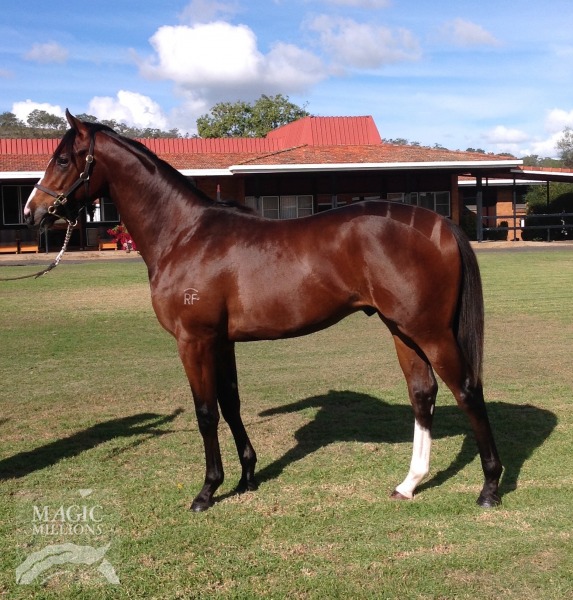 Immovable Option (IRE) / Cara (AUS) - photo 1