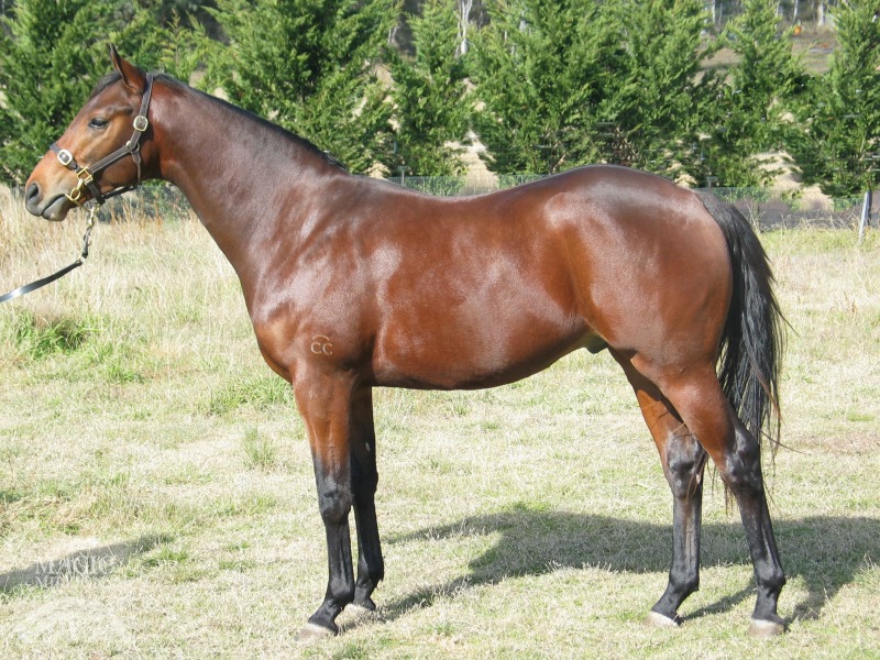 Reward for Effort (AUS) / Certainly (NZ) - photo 1