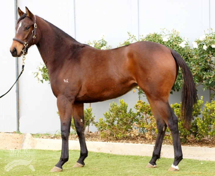 Circus Dancer (AUS) - photo 1