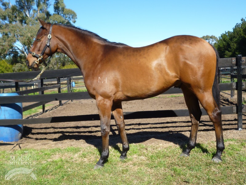 Raheeb (AUS) / Dawndane (AUS) - photo 1