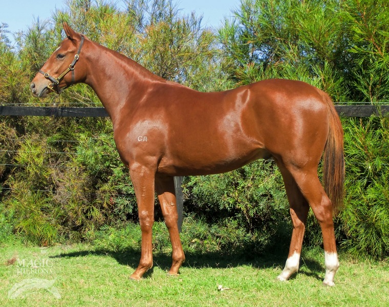 Molotoff (AUS) - photo 1