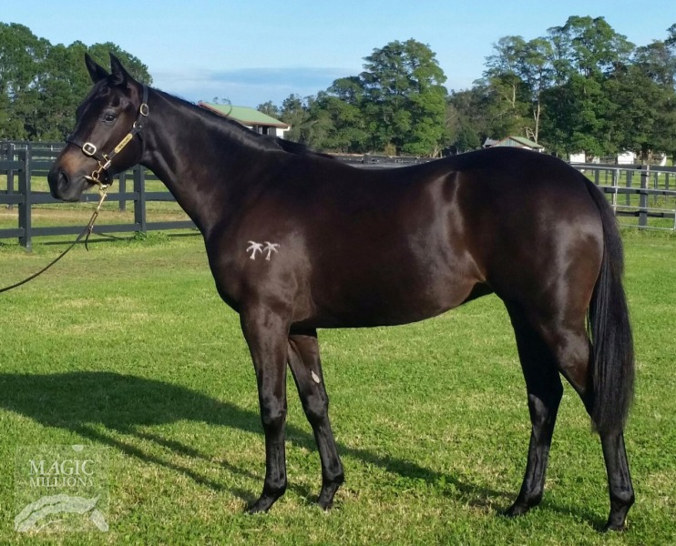 Alamosa (NZ) / Frilly Filly (NZ) - photo 1