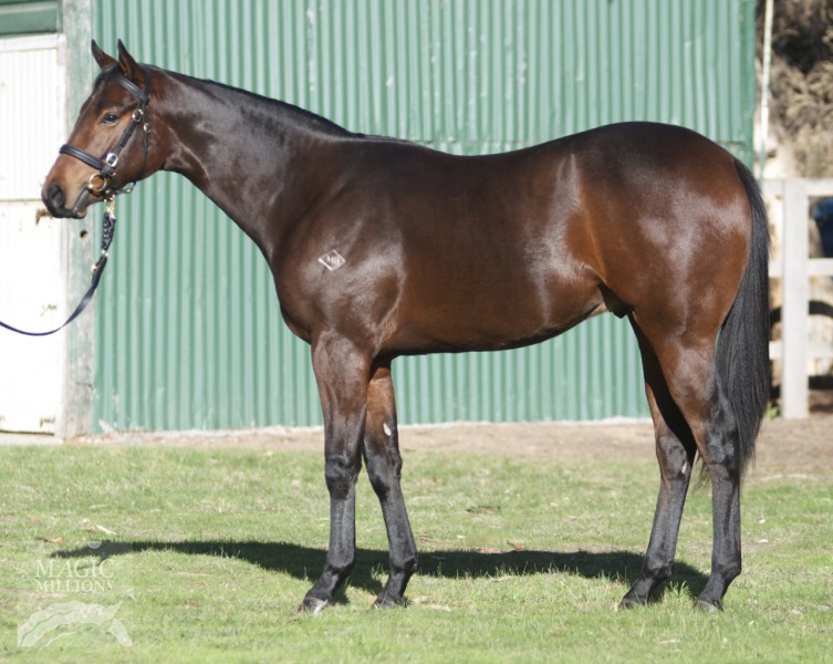 Canford Cliffs (IRE) / Glorified (AUS) - photo 1