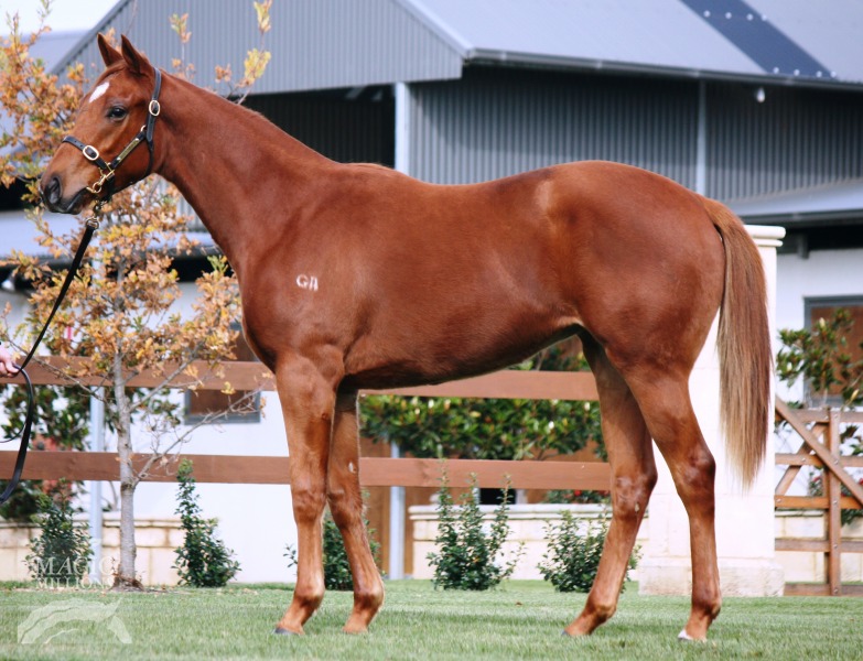 Enchanting Grace (AUS) - photo 1