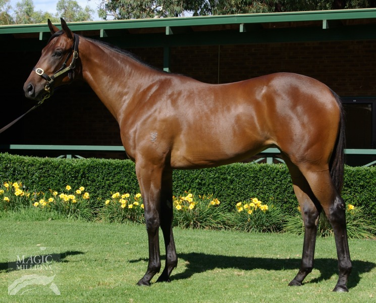 War Chant (USA) / Queen's Gem (AUS) - photo 1