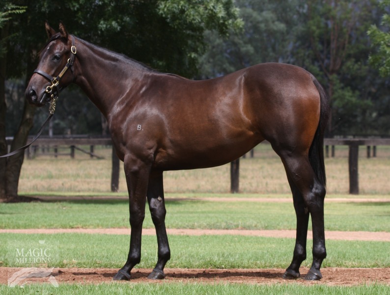 Foxwedge (AUS) / A Material Girl (AUS) - photo 1