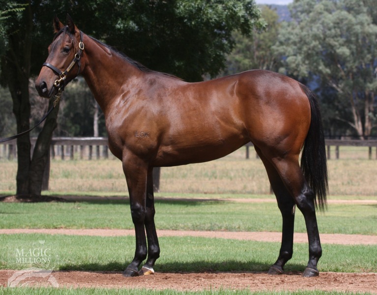 Sepoy (AUS) / Absolute Dream (AUS) - photo 1