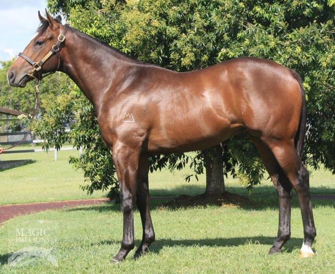 Medaglia D'oro (USA) / Agnus Dei (AUS) - photo 1