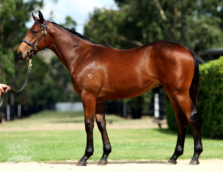 Fastnet Rock (AUS) / Allez France (AUS) - photo 1