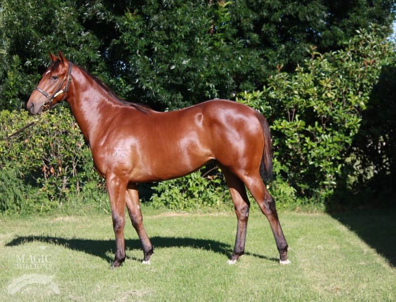 Excelebration (IRE) / Another Hug (AUS) - photo 1