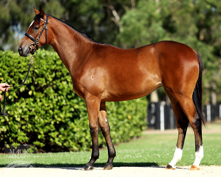 Pierro (AUS) / Aqua D'amore (AUS) - photo 1