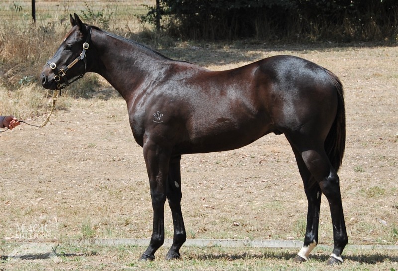 Delago Deluxe (AUS) / Aqualuna (AUS) - photo 1