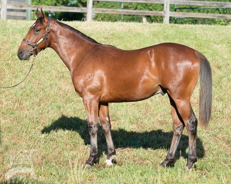 Pierro (AUS) / Assail (AUS) - photo 1