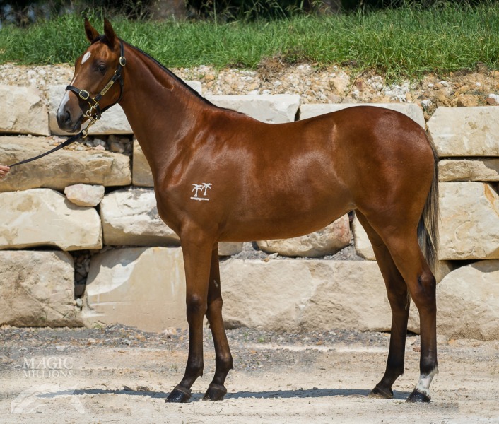 Casino Prince (AUS) / Assertin Miss (AUS) - photo 1