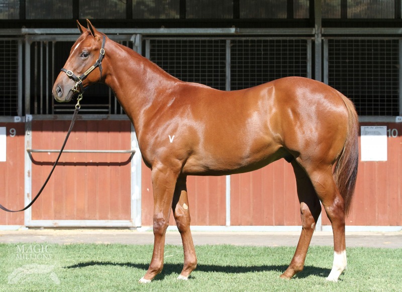 All Too Hard (AUS) / Attunga Rose (AUS) - photo 1