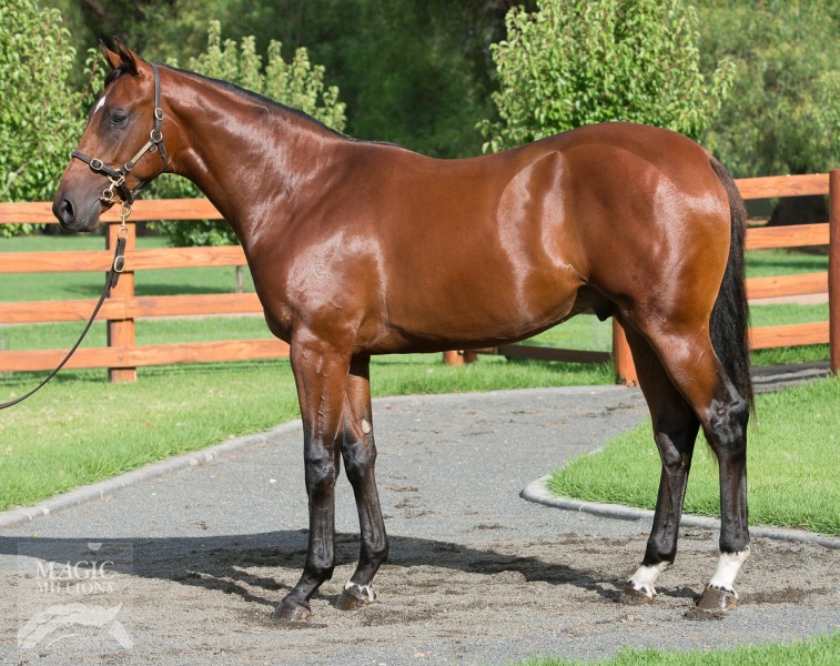 Foxwedge (AUS) / Backatem (USA) - photo 1