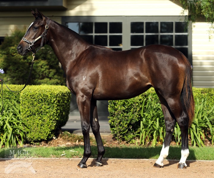 More Than Ready (USA) / Bad Romance (AUS) - photo 1